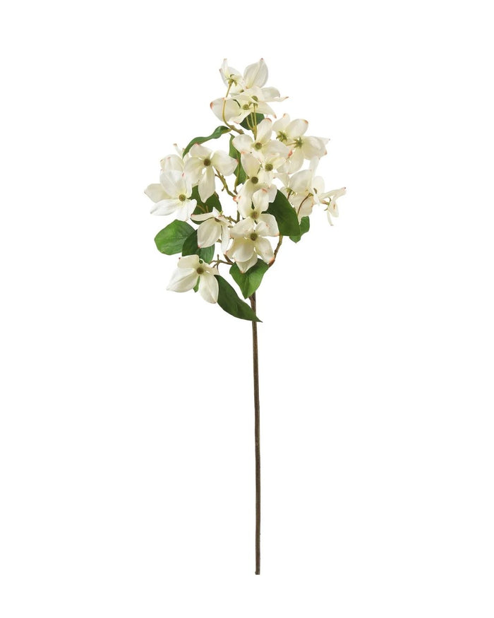 Cream Dogwood Stem
