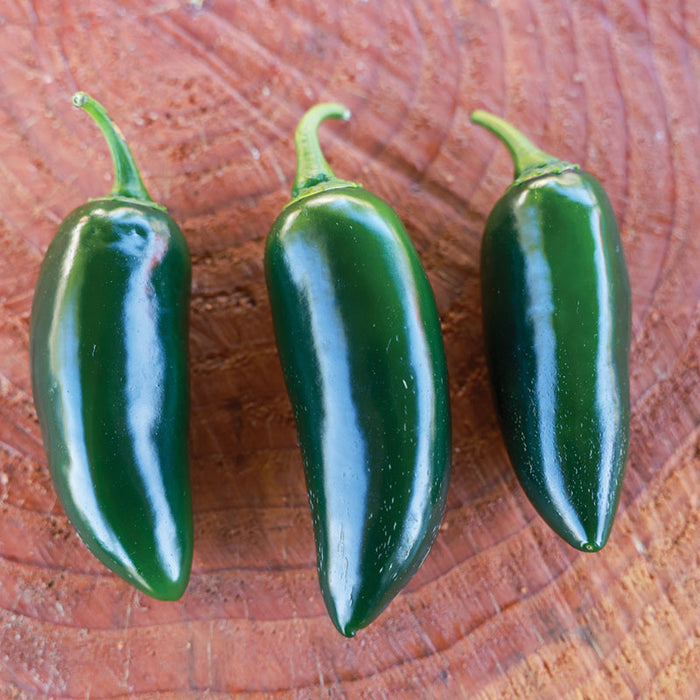 Pepper Black Magic F1 Organic Seed