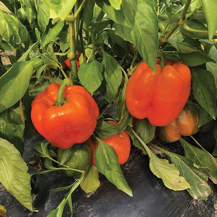 Pepper Delirio F1 Seed