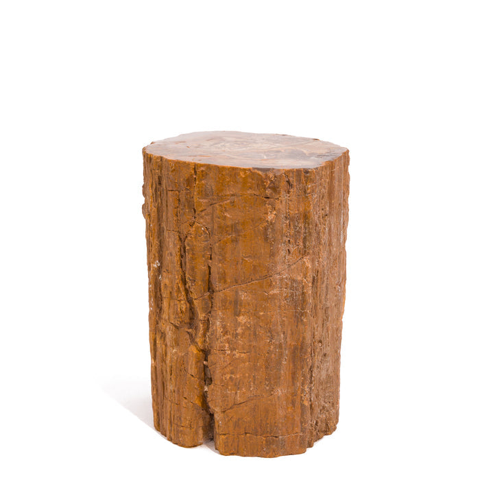Petrified Wood 7" 5kg Partial Polished Log | Madagascar Fossilized Wood Specimen