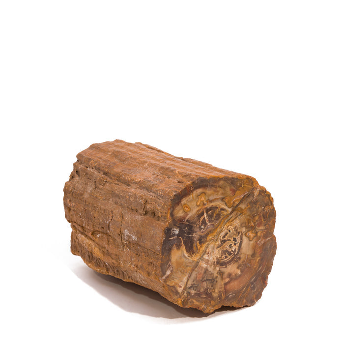 Petrified Wood 7" 5kg Partial Polished Log | Madagascar Fossilized Wood Specimen